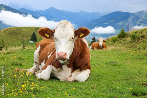 Relaxed white brown cow lying on a path in the Alps on a green meadow