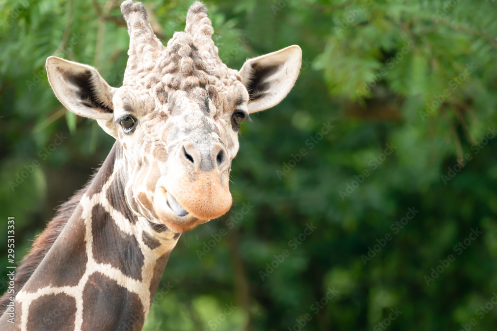 Obraz premium Portrait of a giraffe standing against a background of green trees