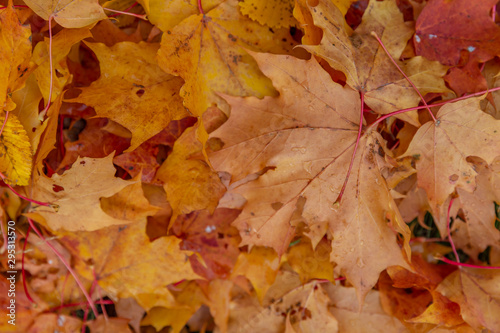 autumn leaves as background, top view