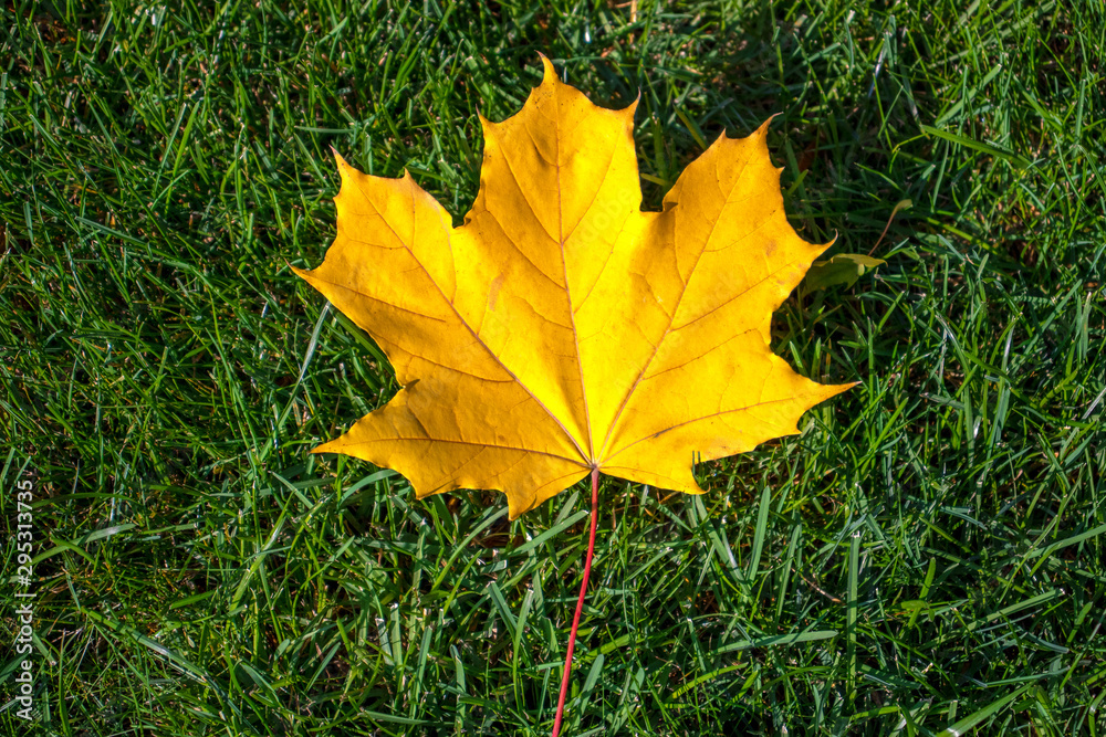 Yellow maple leaf on a background of green grass. Nature photography. Autumn concept. Yellow maple leaf on a background of green grass. Nature photography. Autumn concept.