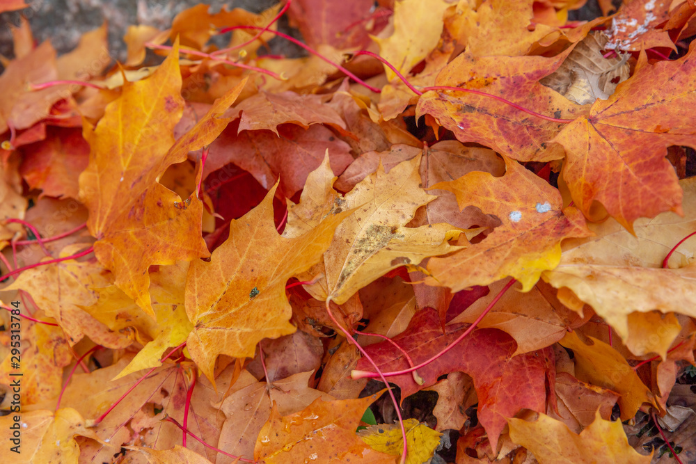 autumn leaves as background, top view autumn leaves as background, top view