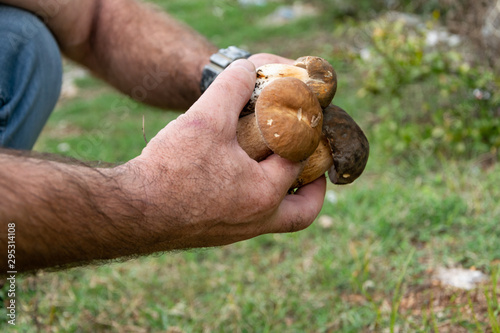 Crop view of man hands collecting mushrooms (Boletus edible) in the forest