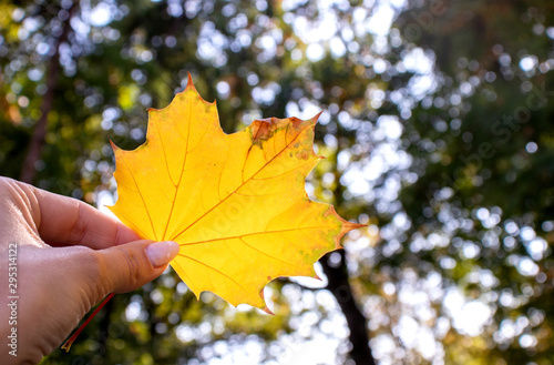 Autumn maple leaf in a hand on a background of blue sky. Beautiful photo with blurry background. Autumn concept.