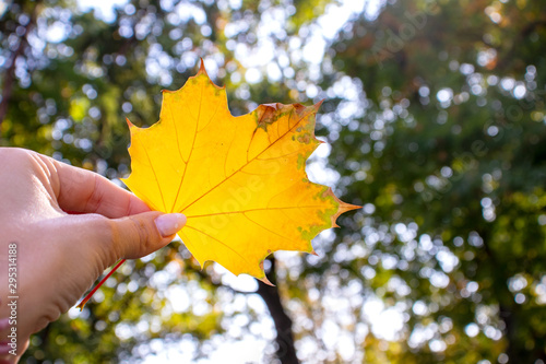 Autumn maple leaf in a hand on a background of blue sky. Beautiful photo with blurry background. Autumn concept.
