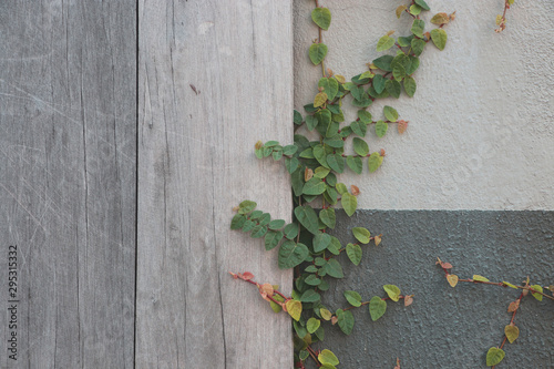 Ficus pumila fresh leaves on the wooden  gray color background design and  decoration at home