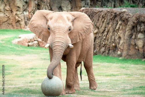 Tablou pe pânză Bull elephant playing with a ball at the zoo