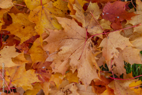 autumn leaves as background  top view