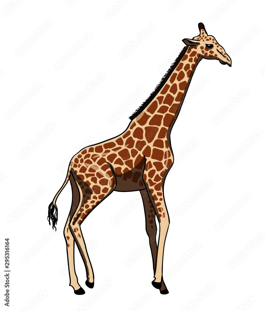 Giraffe - coloured drawing illustration of african animal