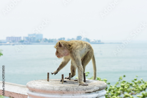 Monkey family has a monkey mother and a cute monkey baby.Monkey eating food that tourists throwMonkey is playing and staring