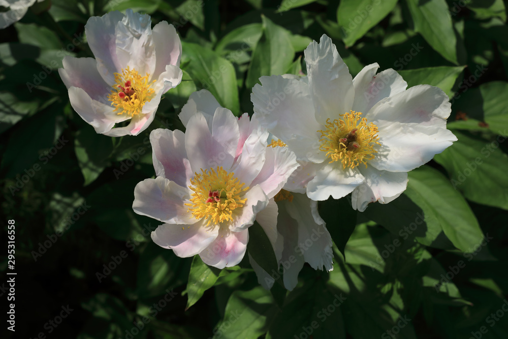 Three wild blooming pink peonies in summer Three wild blooming pink peonies in summer