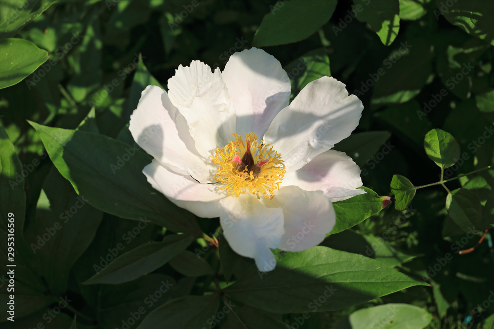 Wild blooming pink peony in summer Wild blooming pink peony in summer