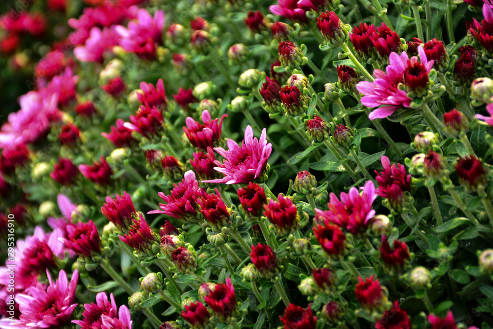  Beautiful autumn chrysanthemum flowers. Park, nature.