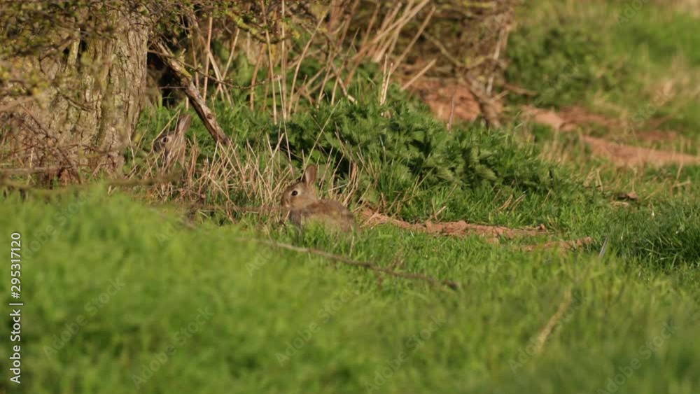 Wild Baby Rabbits By Hedge In Green Spring Grass Field Copy-Space Wild Baby Rabbits By Hedge In Green Spring Grass Field Copy-Space
