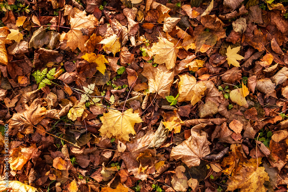 Background of dry fallen maple leaves. Top view, copy space. Background of dry fallen maple leaves. Top view, copy space.