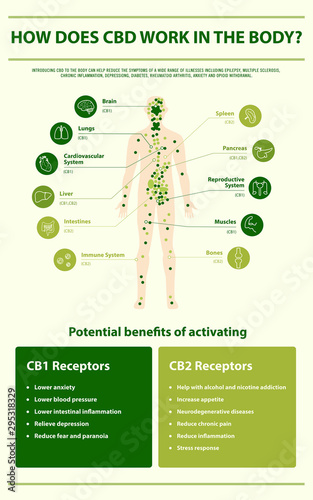 How Does CBD Work in the vertical infographic illustration about cannabis as herbal alternative medicine and chemical therapy, healthcare and medical science vector.