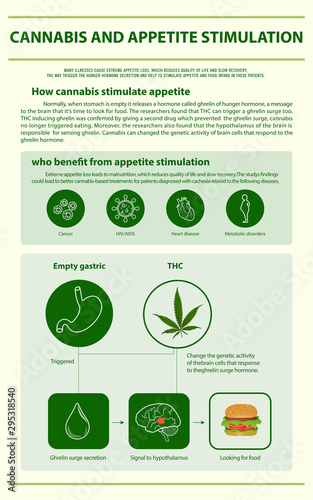 Cannabis and Appetite Stimulation vertical infographic illustration about cannabis as herbal alternative medicine and chemical therapy, healthcare and medical science vector.