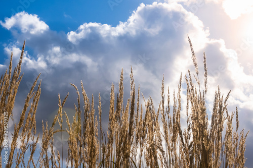 Golden ears of grain against the blue sky and white clouds. Background with copy space.