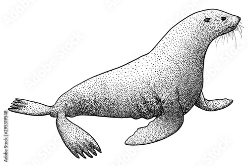 Fur seal illustration, drawing, engraving, ink, line art, vector