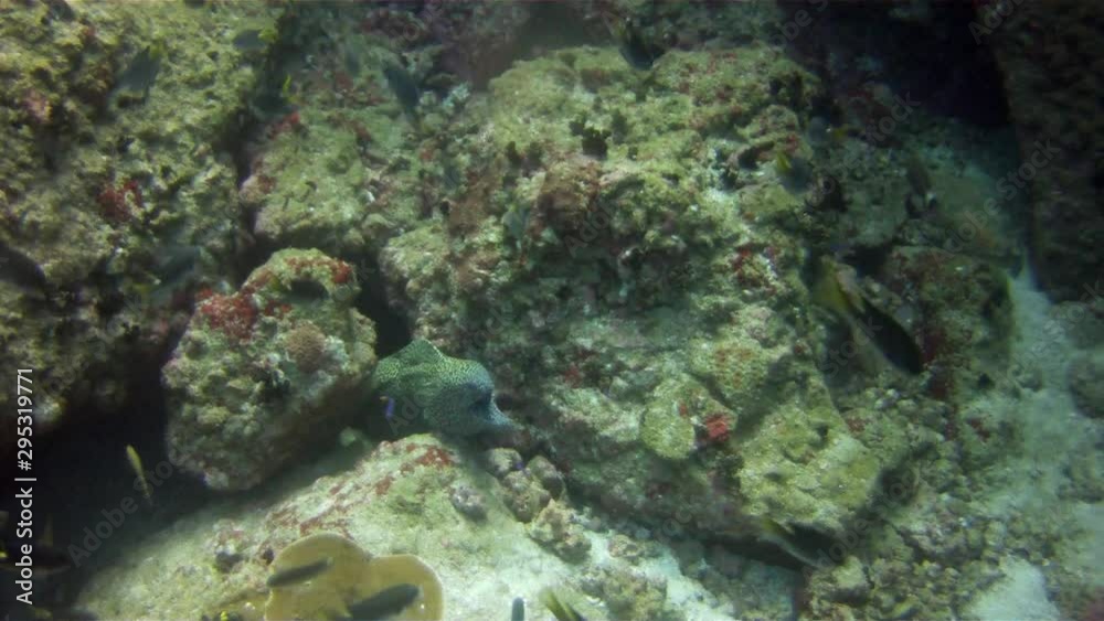 amazing world of fish, moray eels, turtles and sharks amazing world of fish, moray eels, turtles and sharks