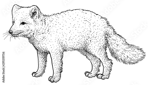 Arctic fox illustration, drawing, engraving, ink, line art, vector