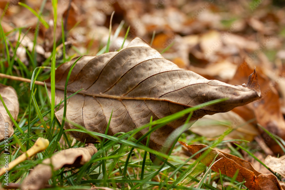 Natural background of fallen yellow and brown leaves on still green grass. Natural background of fallen yellow and brown leaves on still green grass.