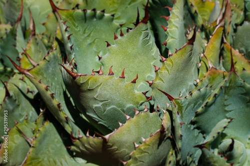 thorns oncactus plamt macro, cactus closeup - photo