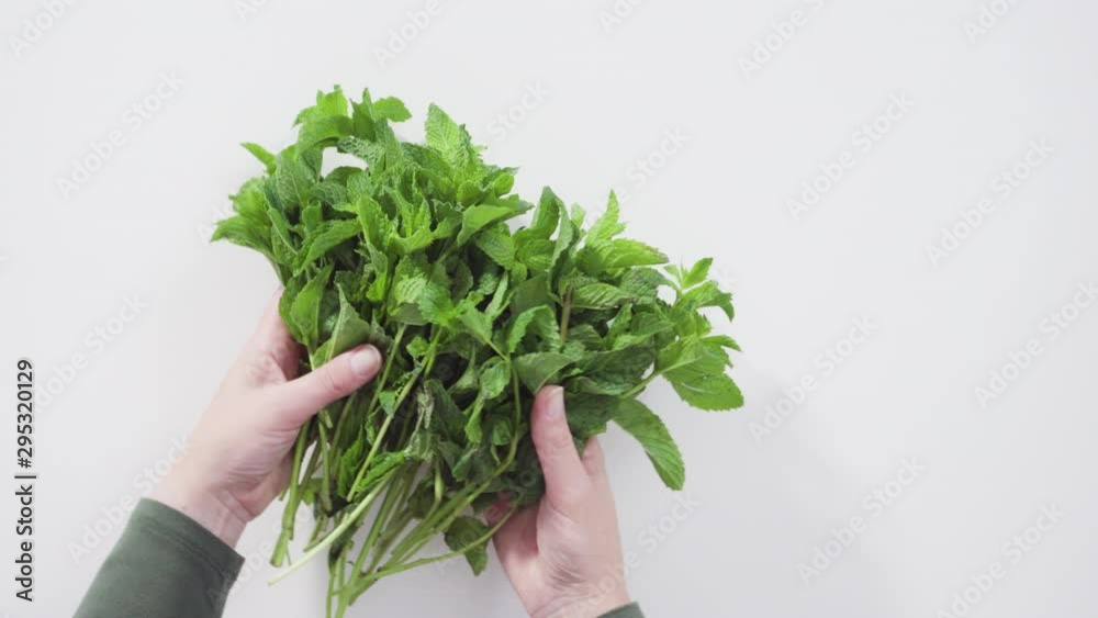 Flat lay. Fresh mint from the organic garden on a white background. Flat lay. Fresh mint from the organic garden on a white background.