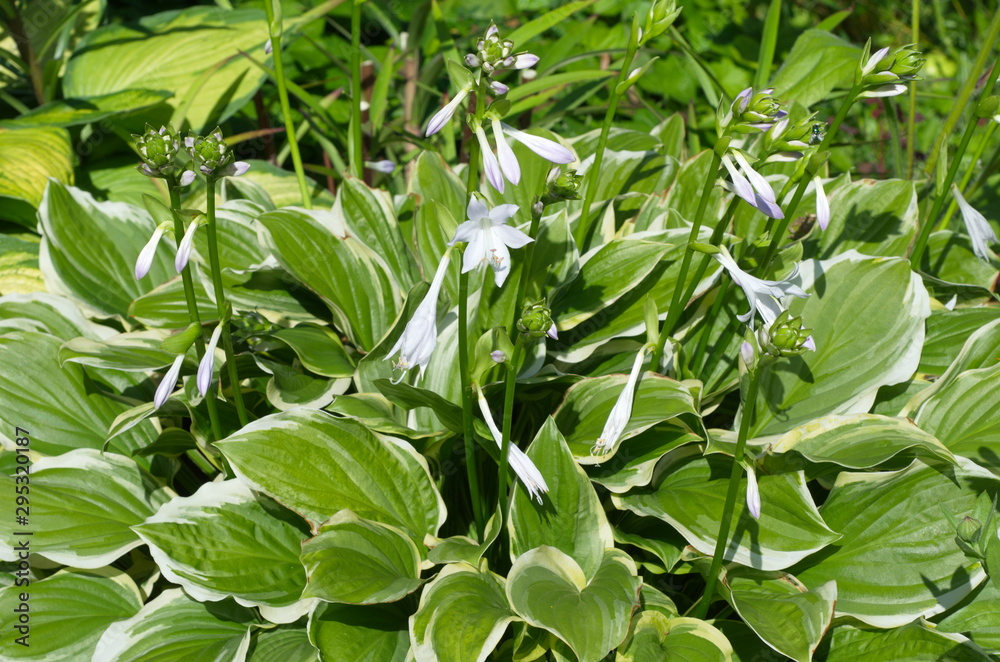 Flowering Hosta with a white border on the leaves in the garden Flowering Hosta with a white border on the leaves in the garden