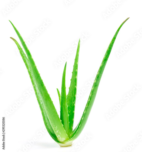 Aloe vera  leaf isolated on white background. High benefit as an herb with medicinal properties