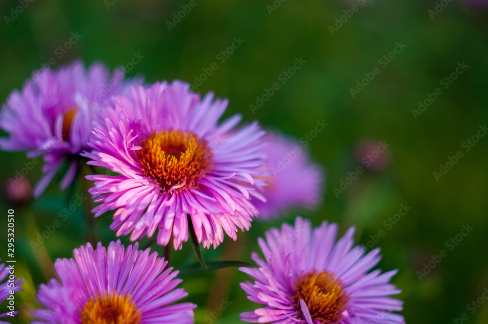 blooming chrysanthemum in the summer garden blooming chrysanthemum in the summer garden
