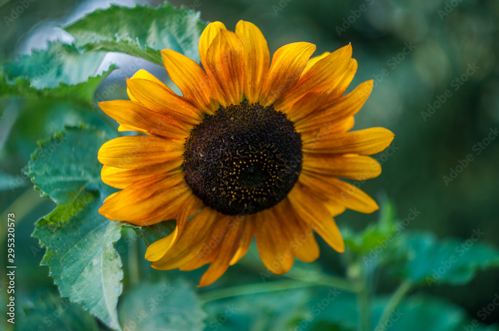 Naklejka premium closeup decorative sunflower in a summer garden