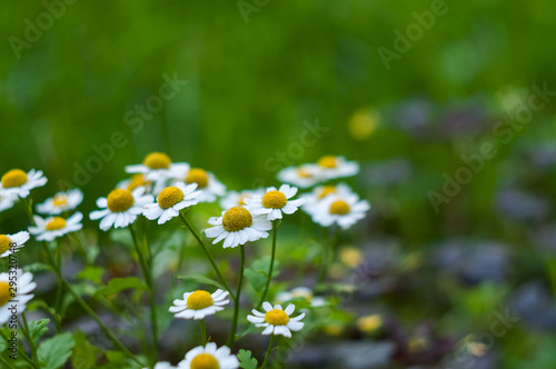 white daisy in the summer garden