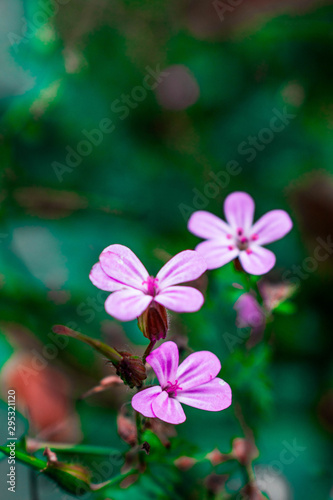 wildflowers close up on a summer day