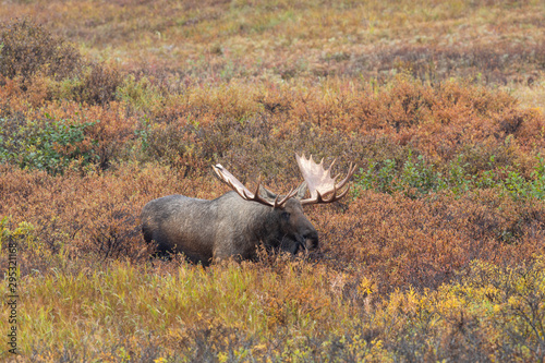 Alaska Yukon Bull Moose in Autumn in Denali National Park