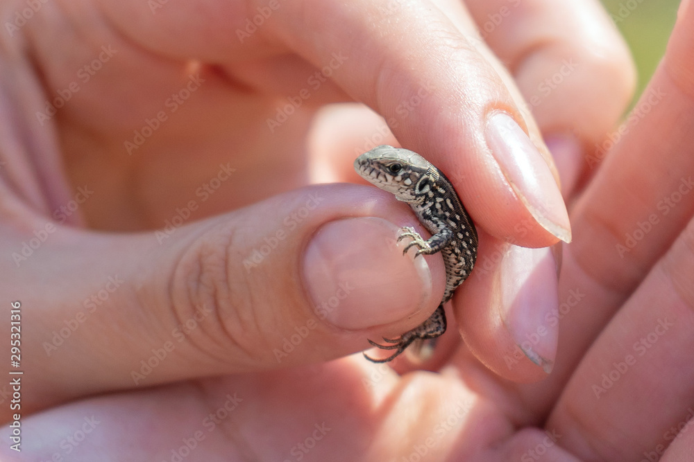 the baby lizard is very small in a woman's hands