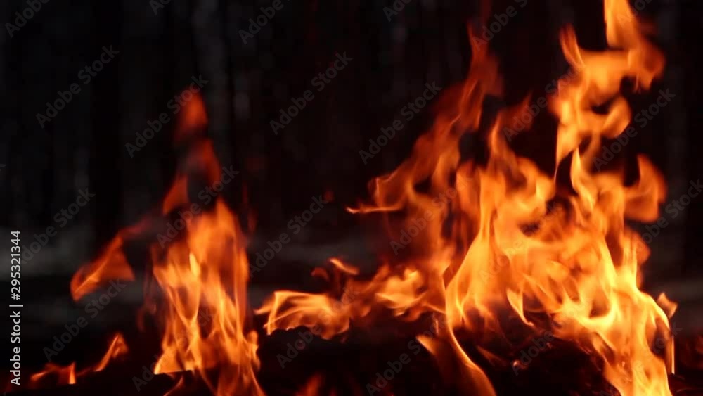 Video of campfire burning on dark night forest background. Video of campfire burning on dark night forest background.
