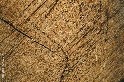 Old wooden oak tree cut surface. Detailed warm dark brown and orange tones of a felled tree trunk or stump.