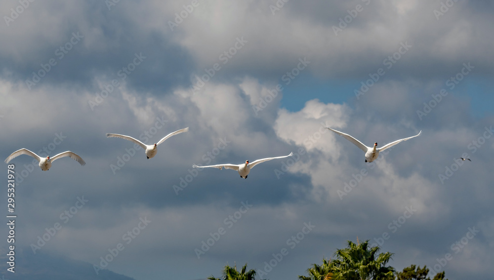 Obraz premium 4 cygnes en vol