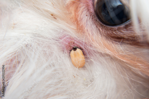 tick attached to the dog s skin near the eye