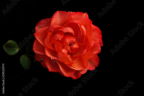Beautiful red rose flower on a black background. Close-up 