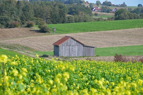 Landschaft in Oberbayern im Herbst mit einer Holzhütte und blühendem Senffeld photo