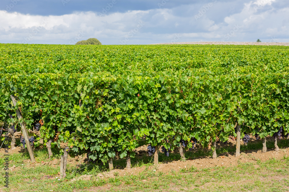 Vineyard at the rural fields