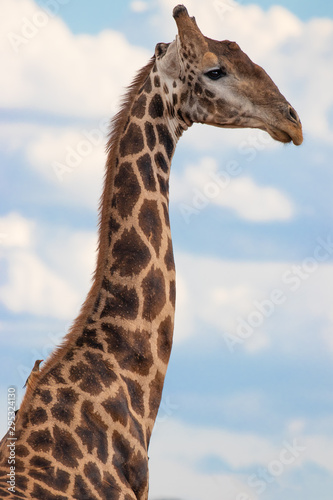 Close up shot of a giraffe ( Giraffa camelopardalis), Madikwe Game Reserve, South Africa,
