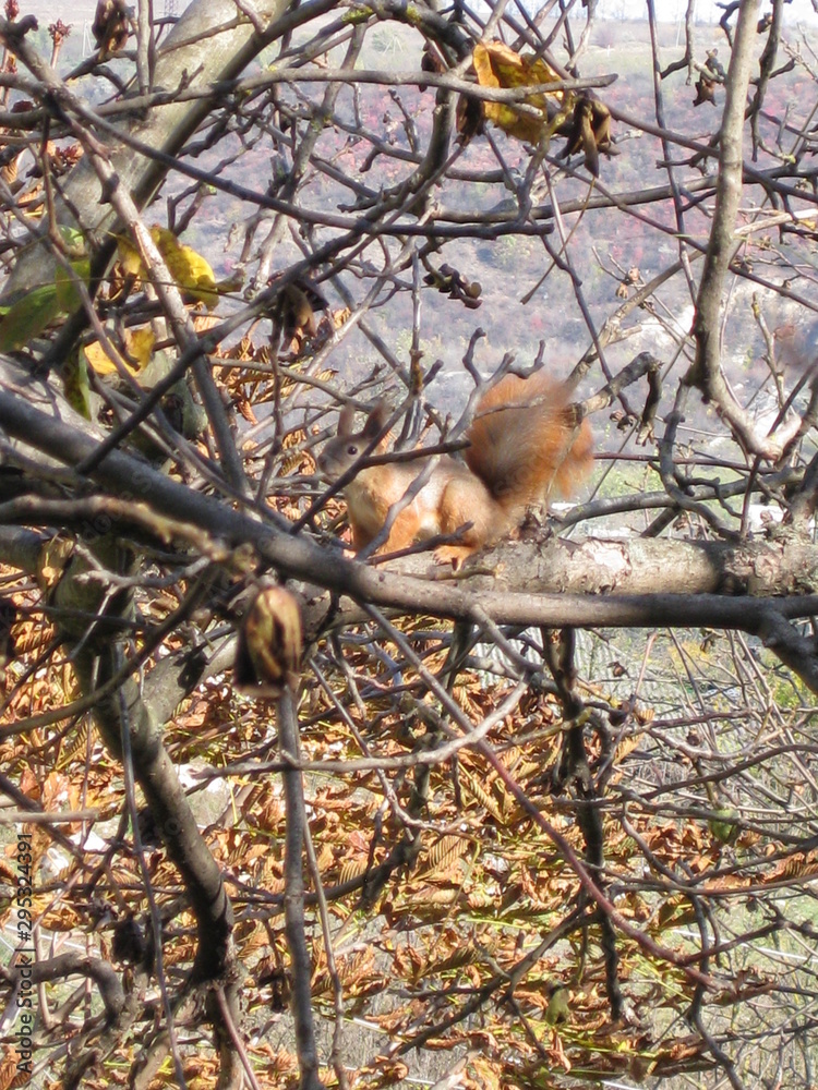 Obraz premium squirrel