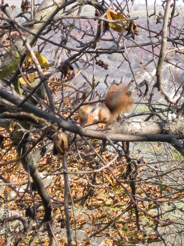 squirrel