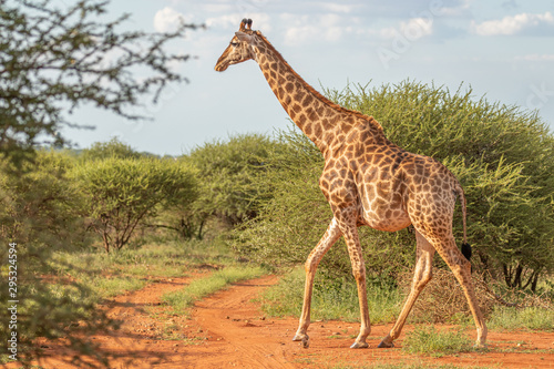 One giraffe ( Giraffa camelopardis) walk through the savannah between the plants, Madikwe Game Reserve, South Africa.  photo