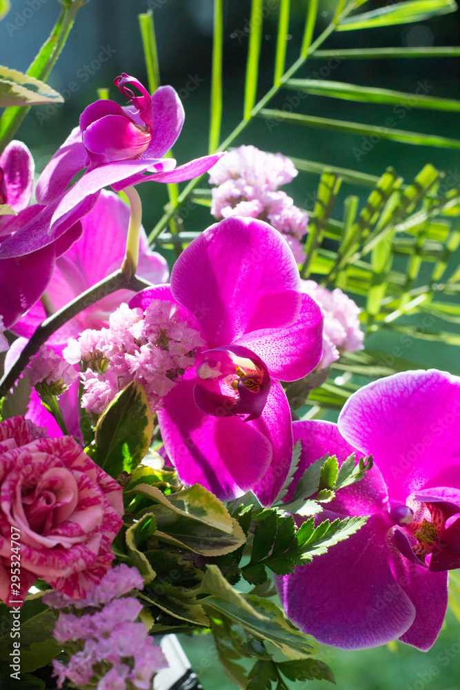Orchids Orchids