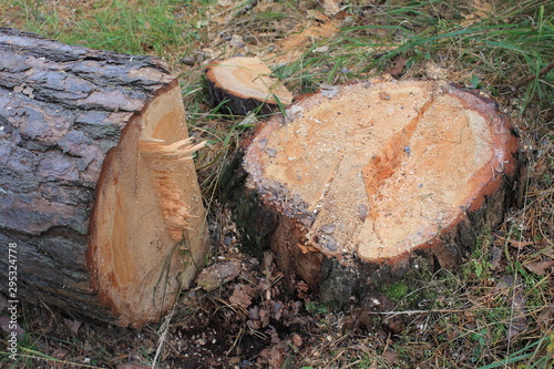 Cutting down a pine forest in autumn