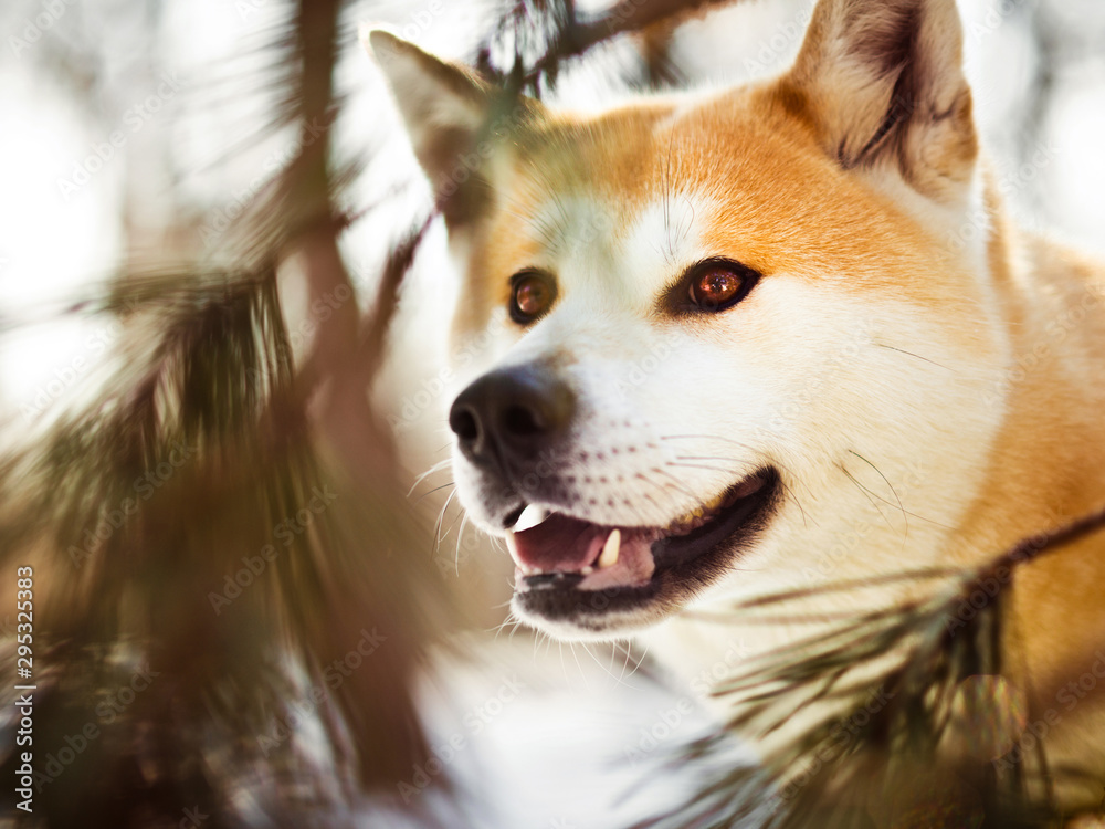 Naklejka premium Close-up portait of smiling Japanese Akita inu dog in winter