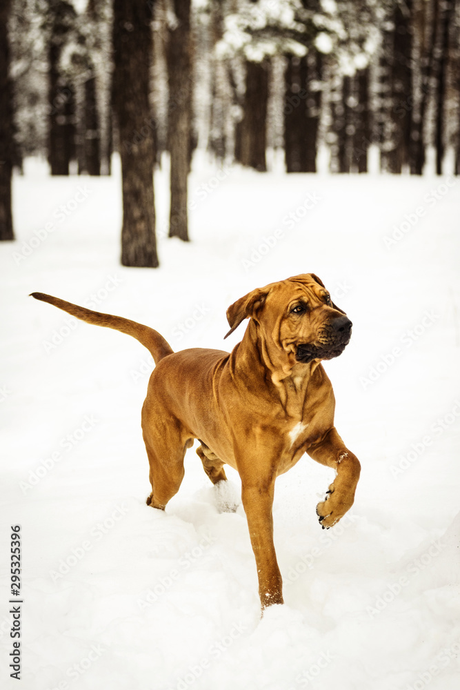 Adult Fila Brasileiro having fun in snow Adult Fila Brasileiro having fun in snow